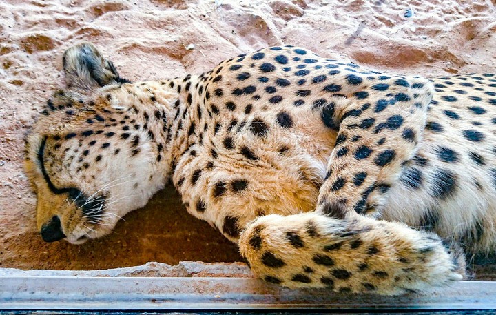 Cheetah