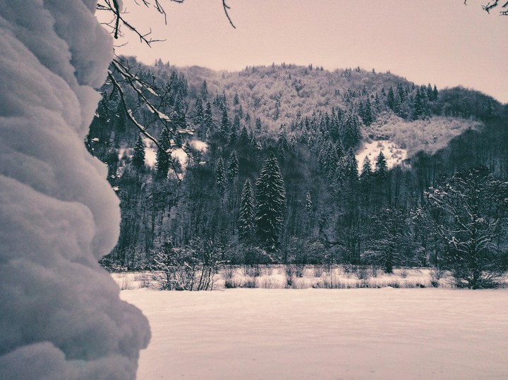 winter forest