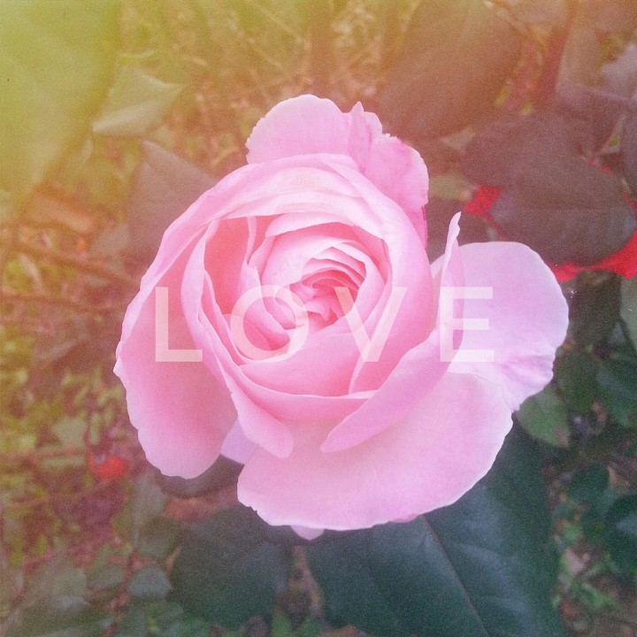 Rose
