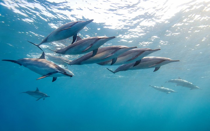 Group of Dolphins