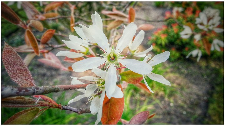 Awesome plant