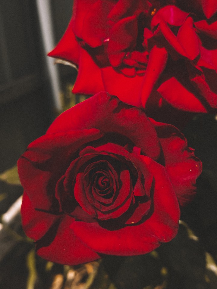 rose