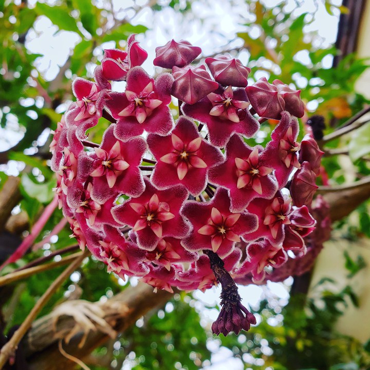 Flor de cera
