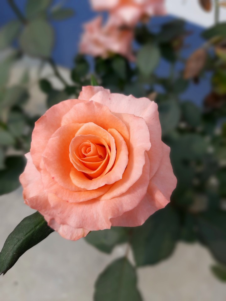 Beautiful rose..