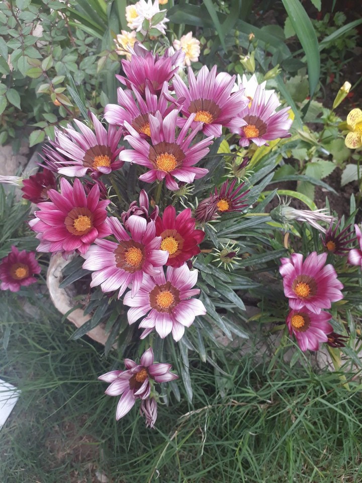 flowers