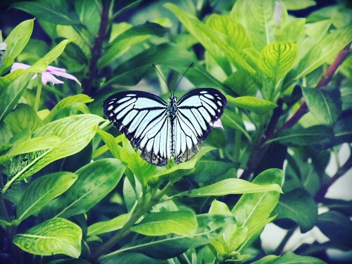 butterfly
