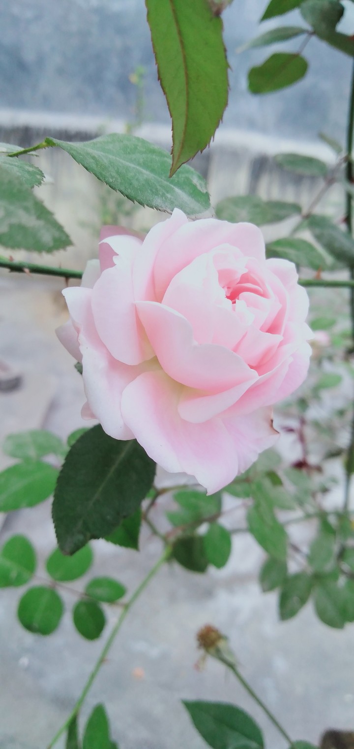 white rose