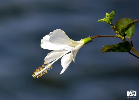 White Hibiscus