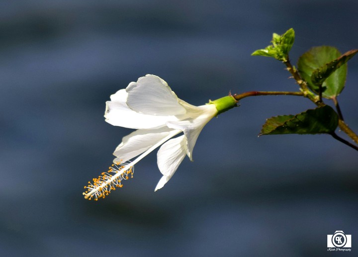 White Hibiscus