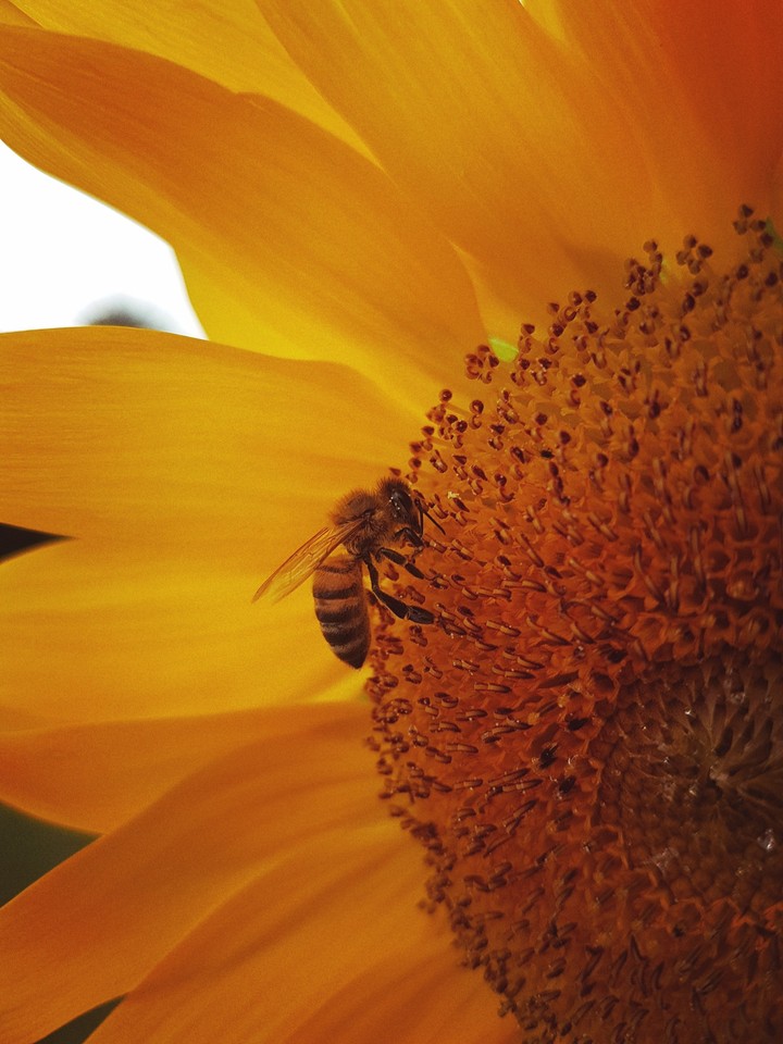Bee in a sunflower