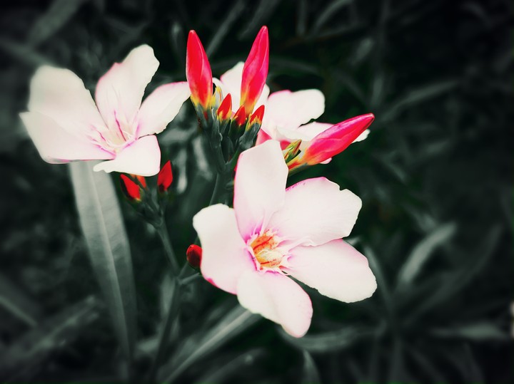 flower