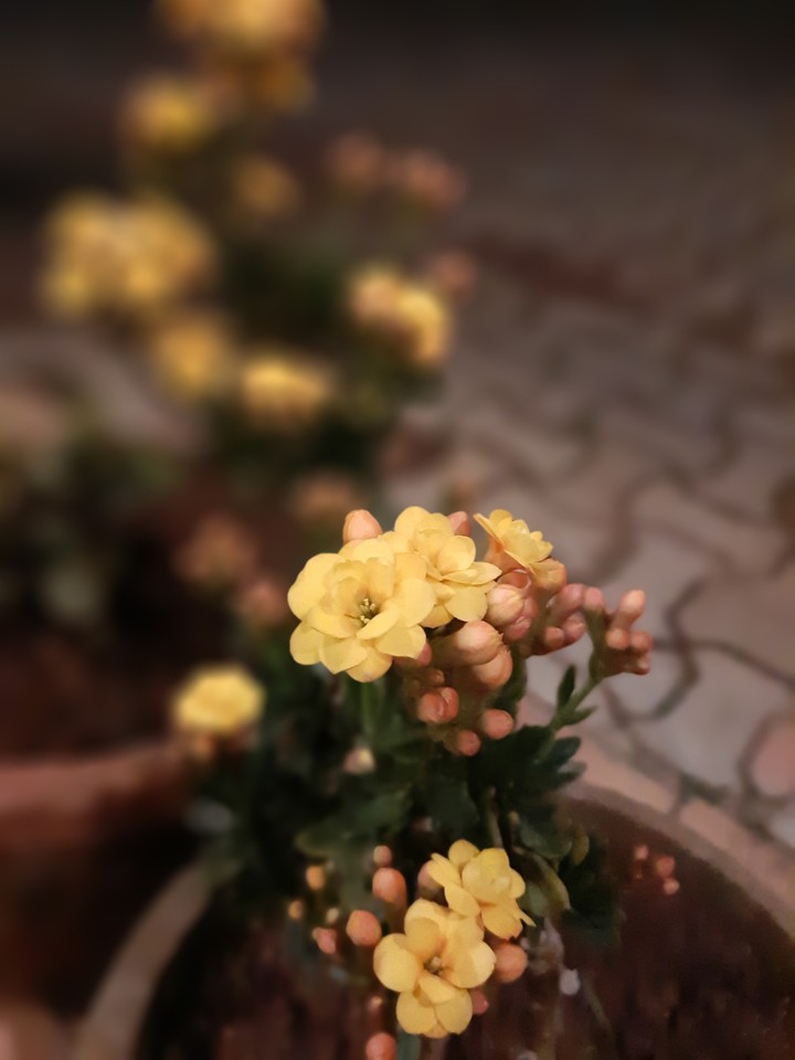 yellow  love