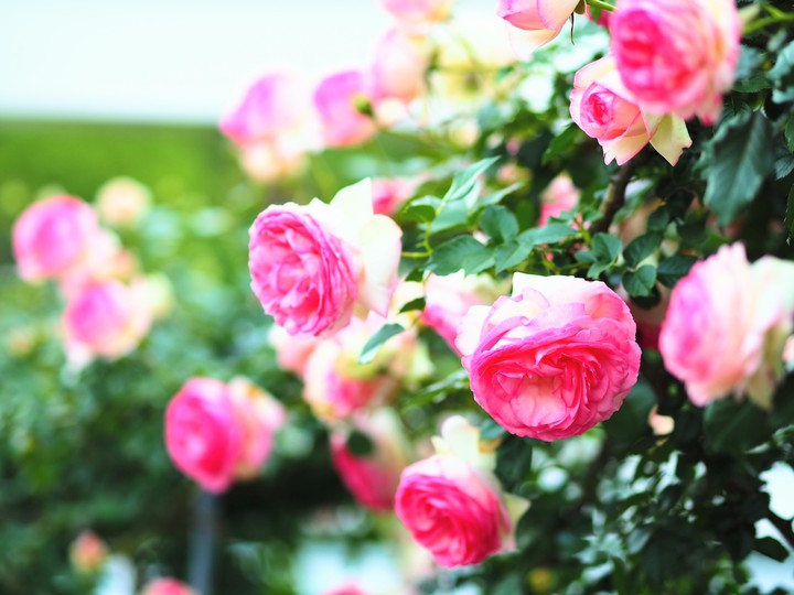 Roses