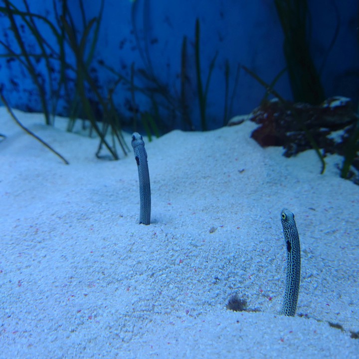 Acuario de Benalmádena Beach, Málaga