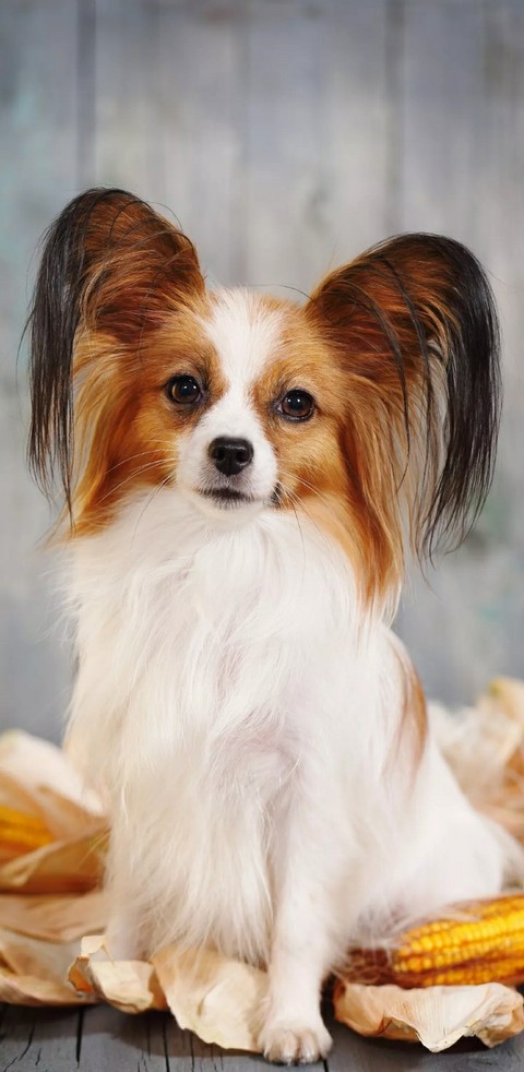cute dog