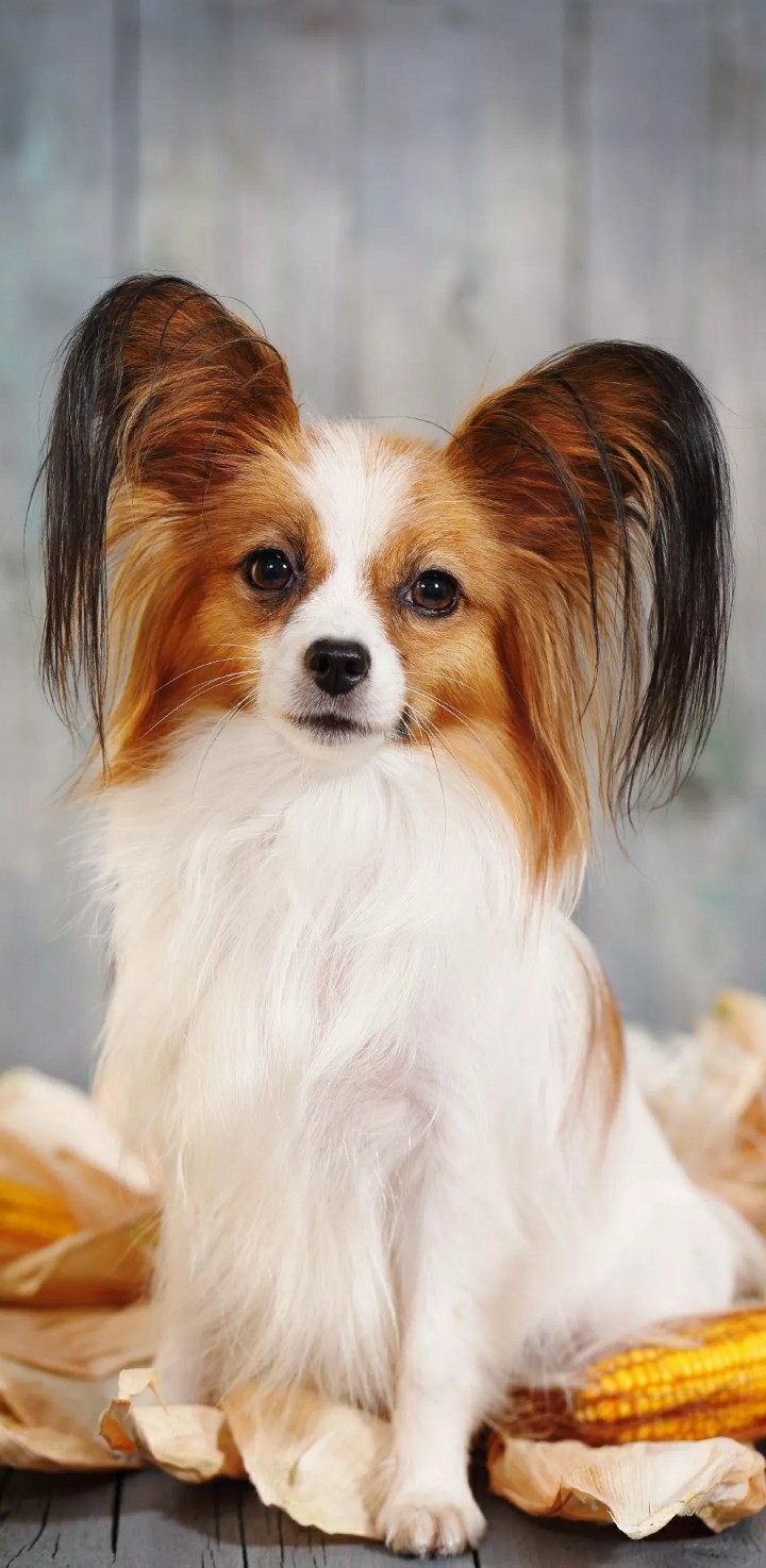 cute dog