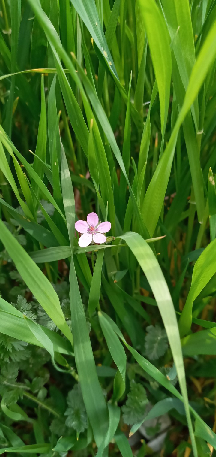 flower