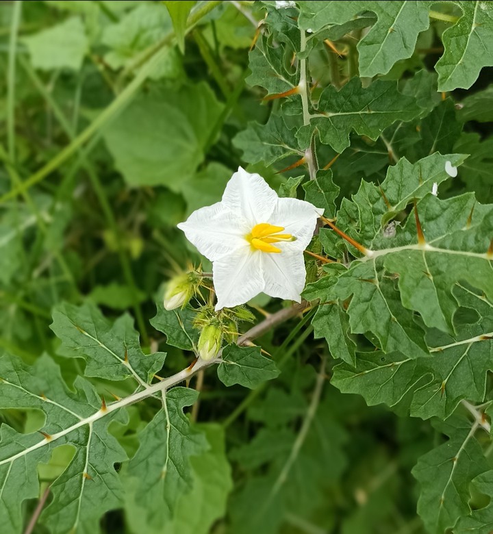 flower