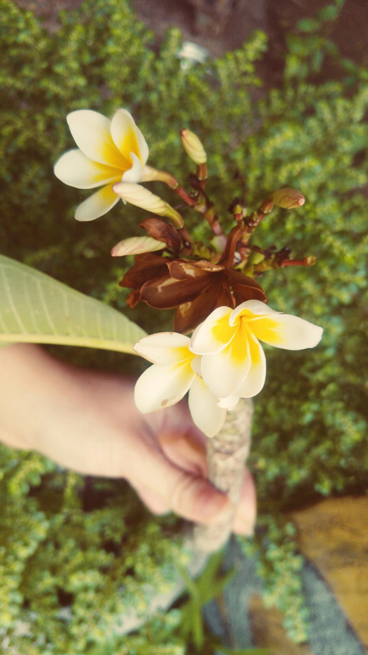 flores