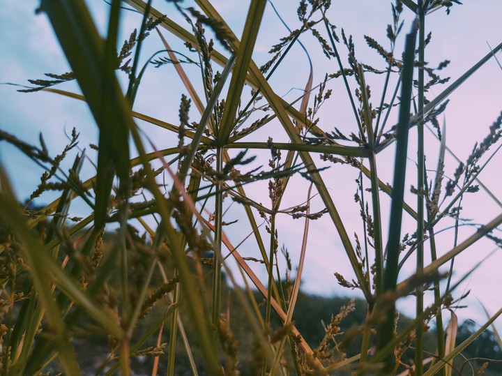 Grass