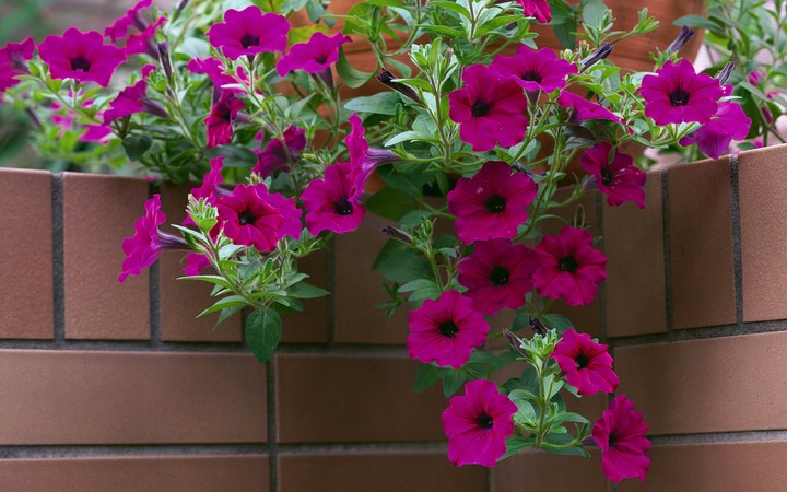 Petunia