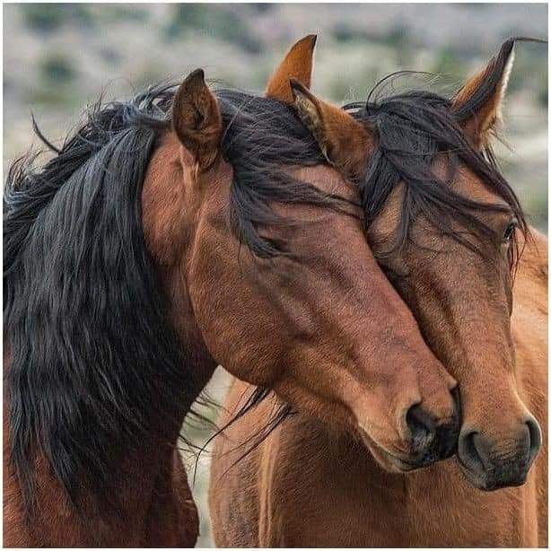 Beautiful horse