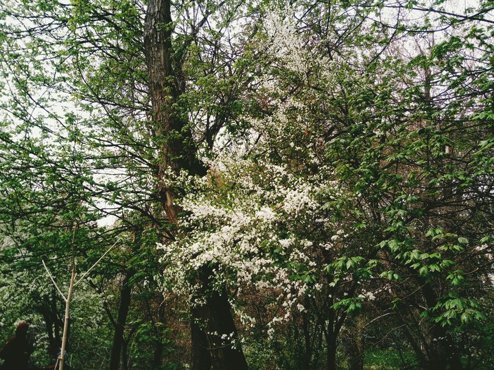 Iran's nature