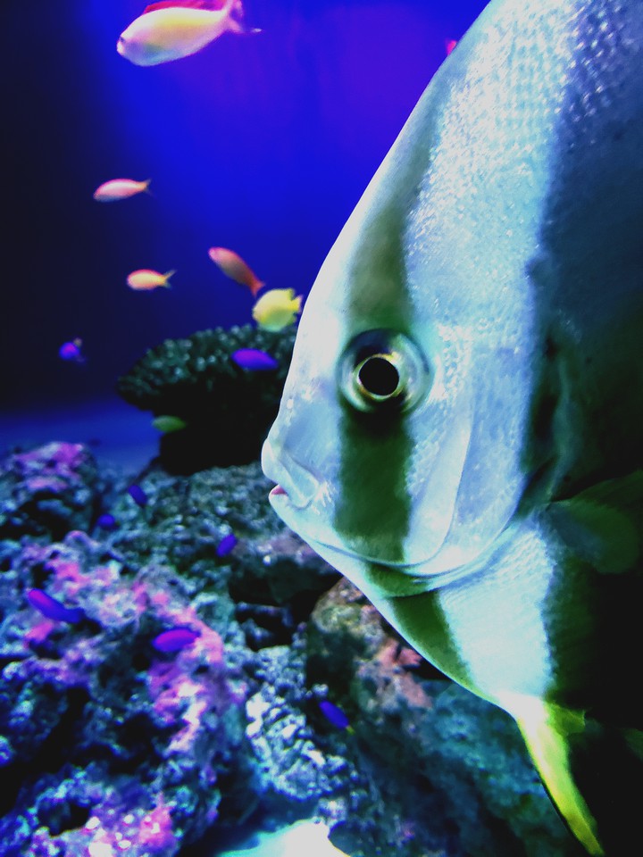 魚アップ