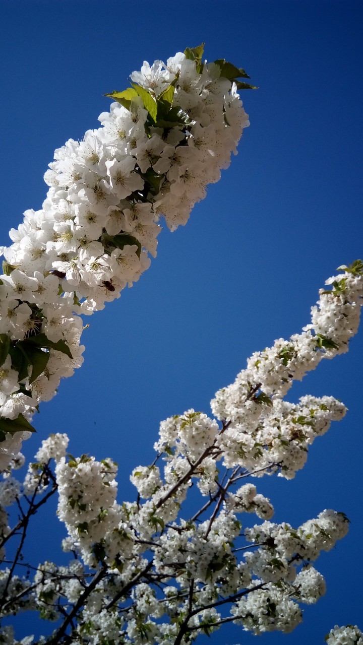 Cherry tree white flower