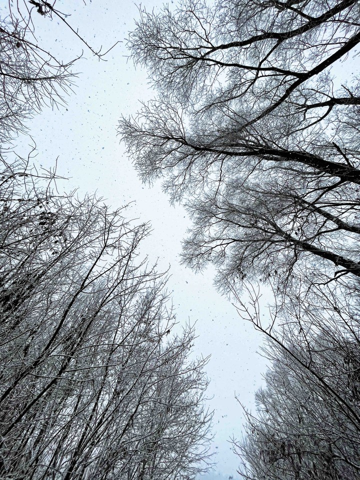falling snow