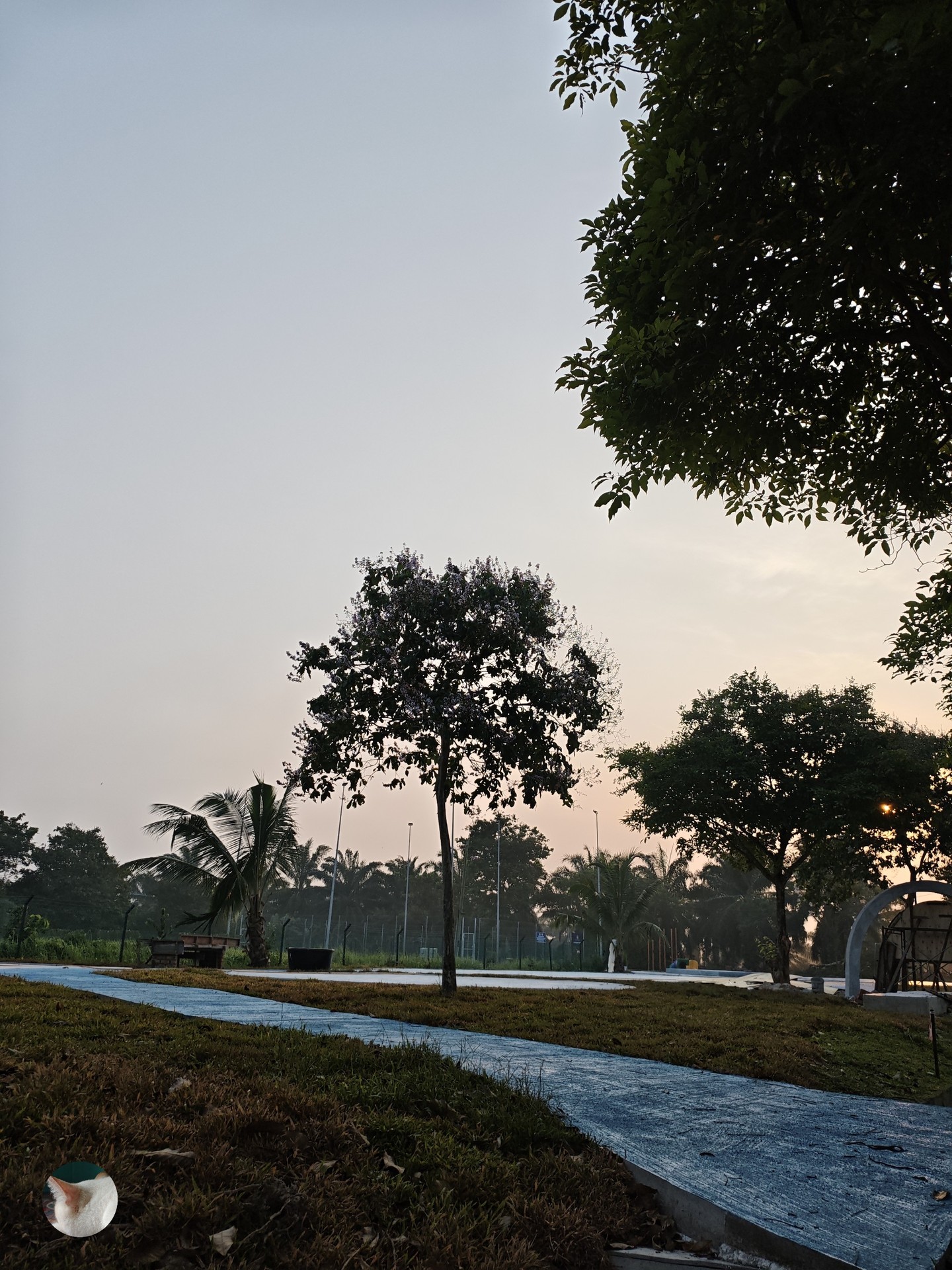 morning, tree Hintergrundbilder