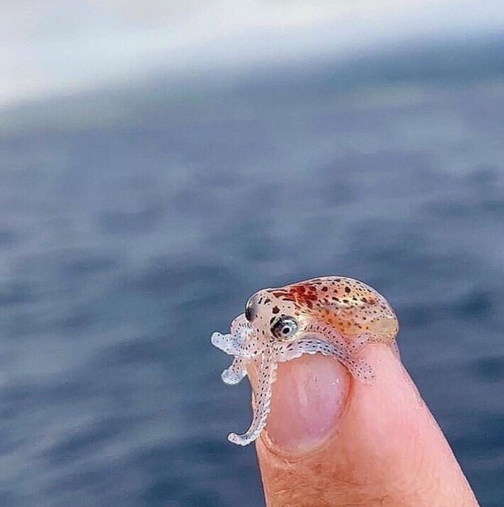 seawater animal