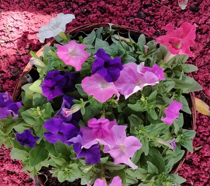 flowers