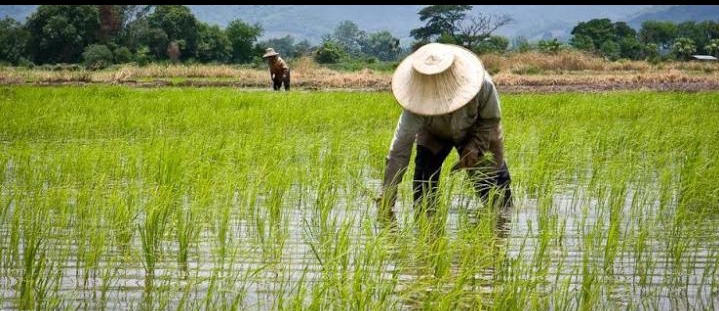 beautiful Viue of assam