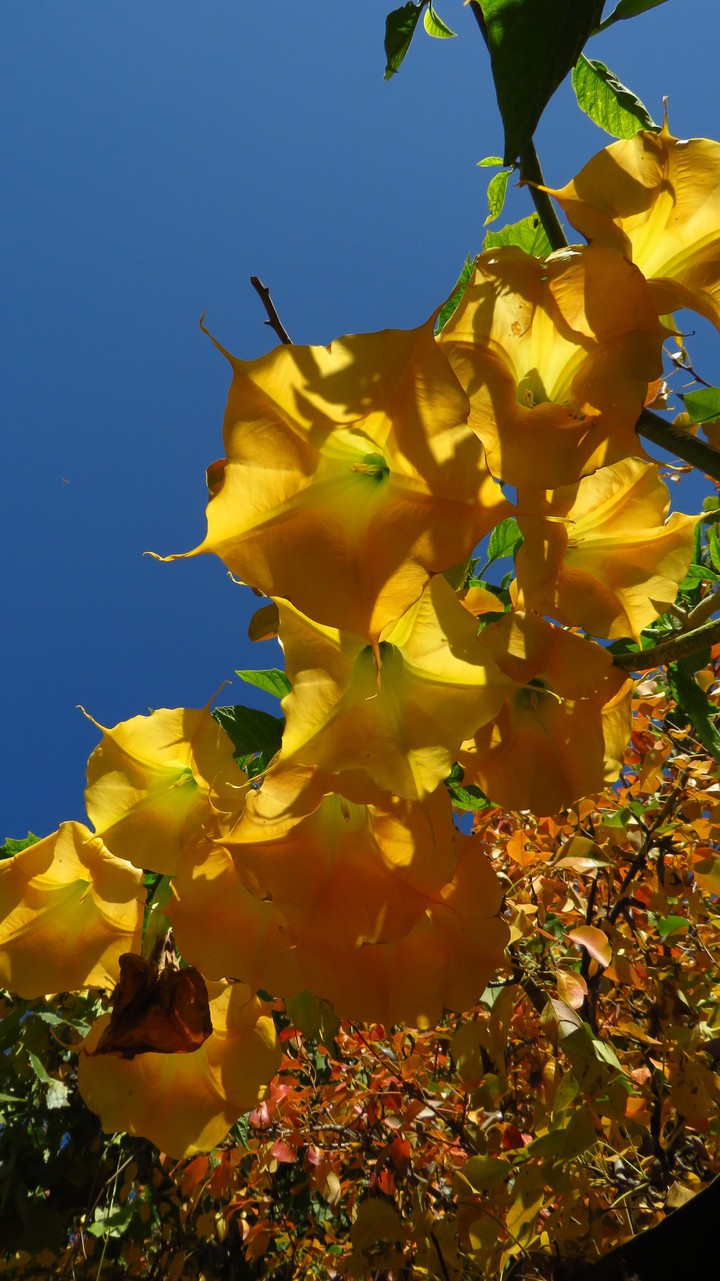 flowers