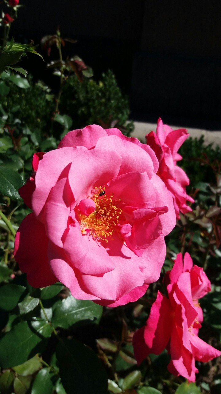 The lovely rose