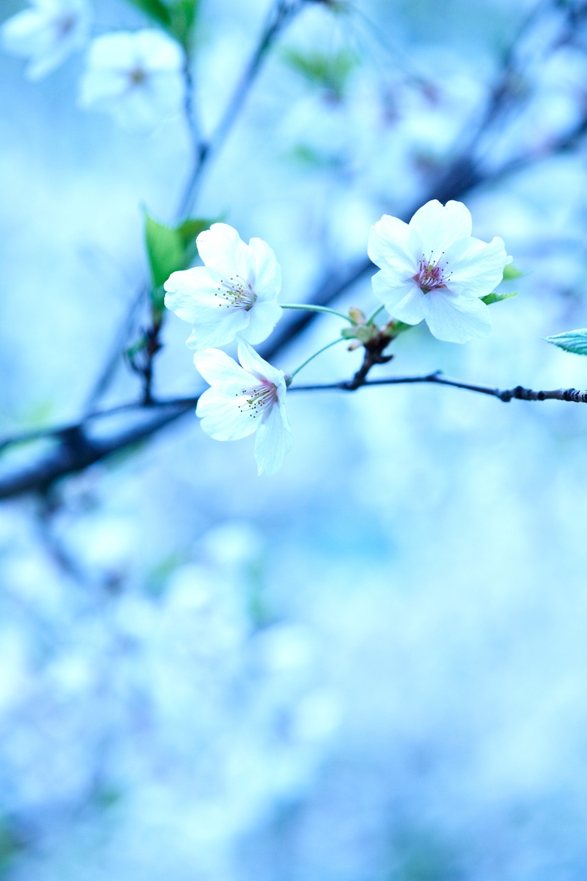 White Flowers