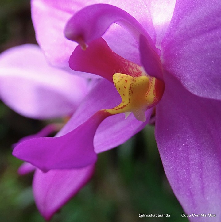 Orquídea