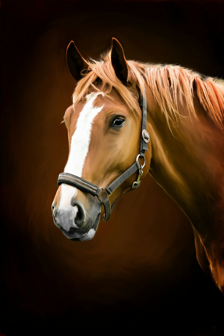 horse