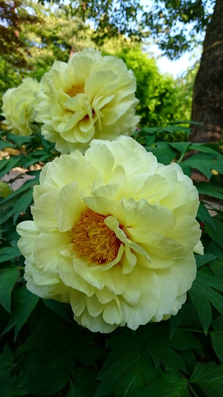 peony