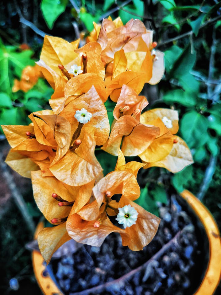 yellow is the new beauty