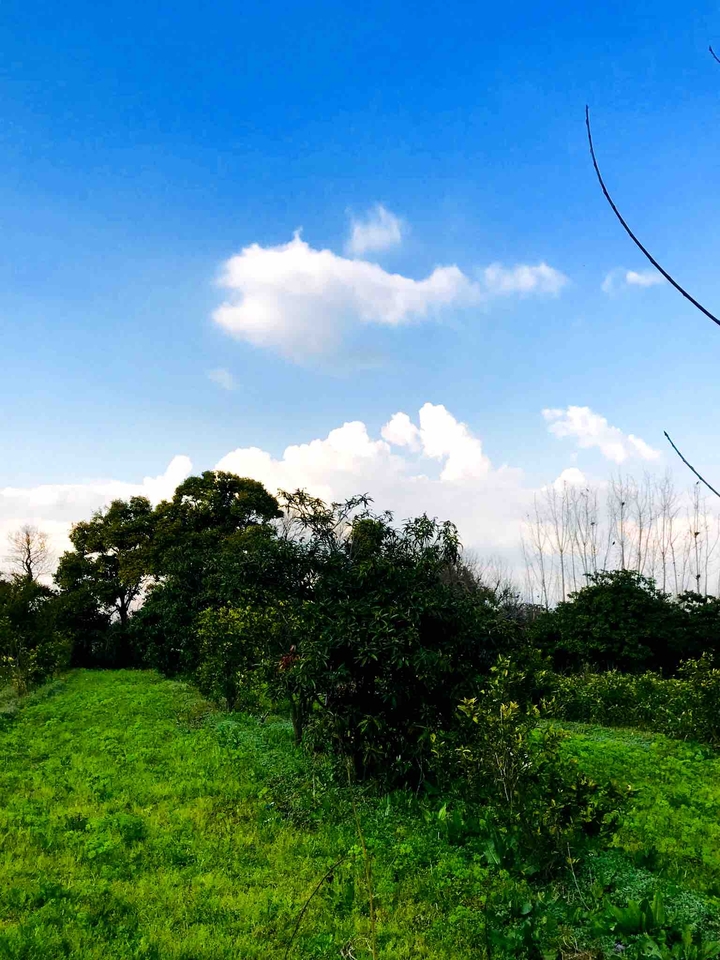 #vegetation