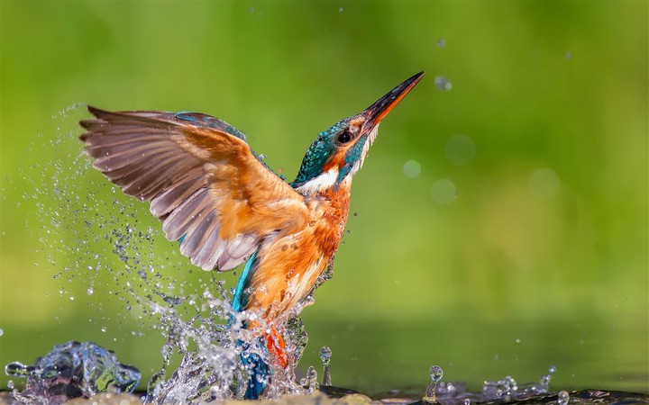 Beautiful bird