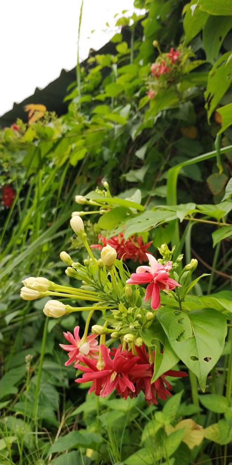 Wild Flower #4
