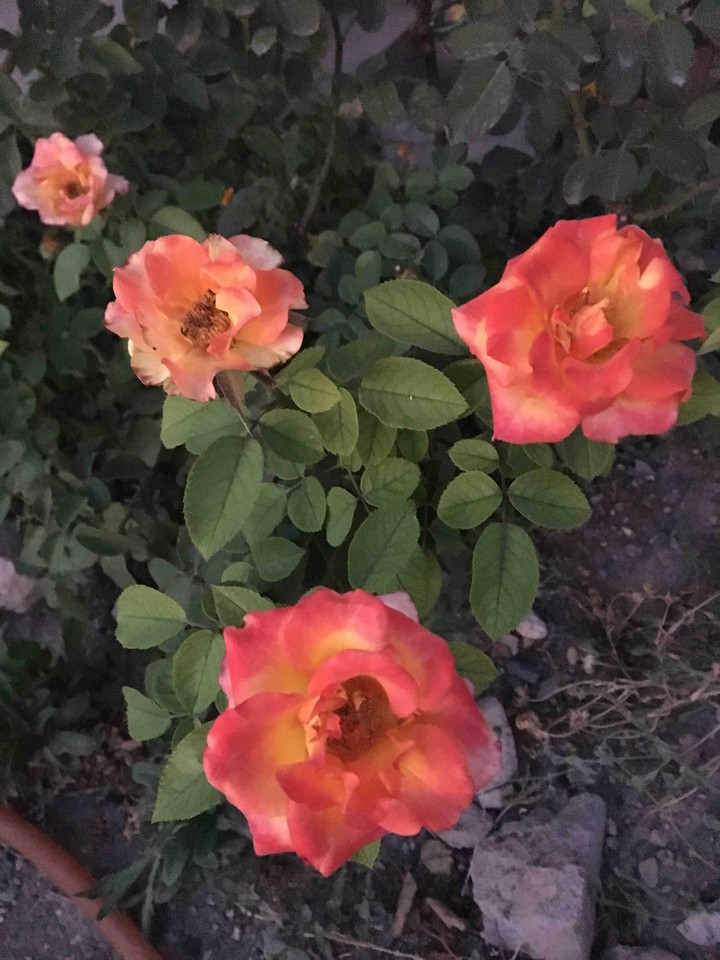 վարդեր