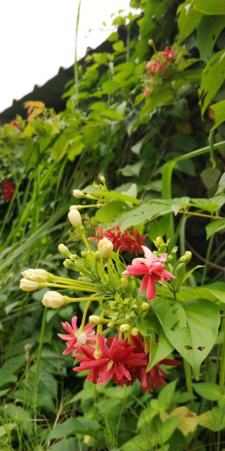 Wild Flower #4