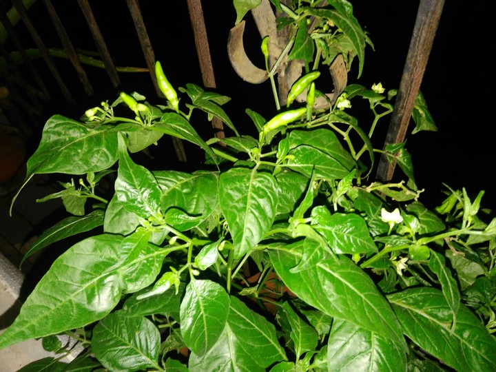 Chillies at my home
