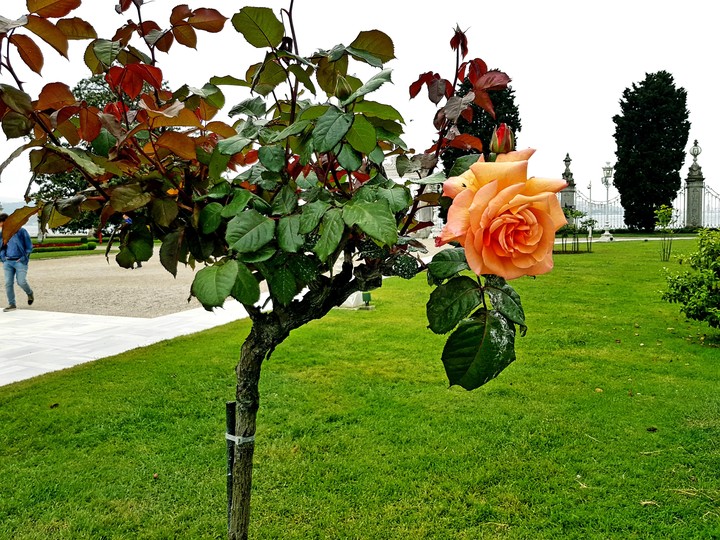 Rose