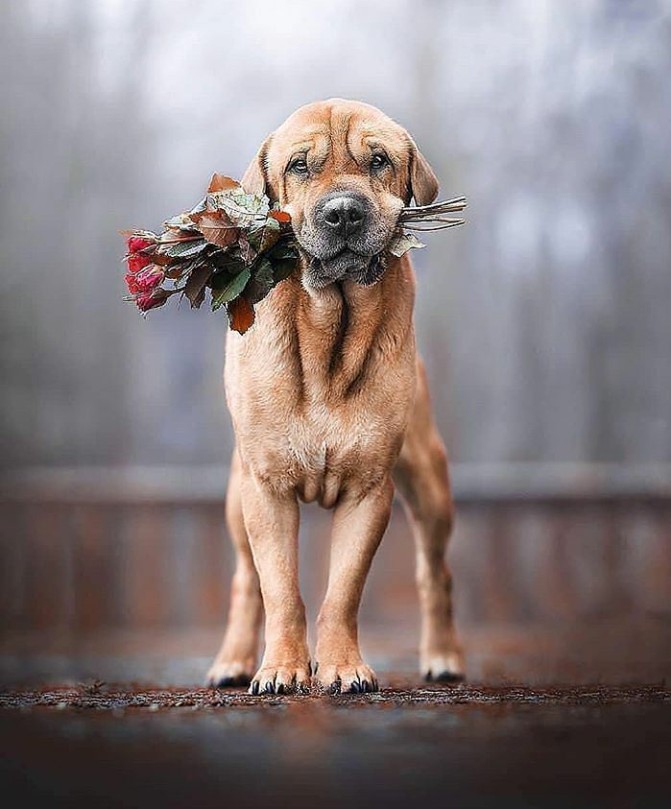 Dog