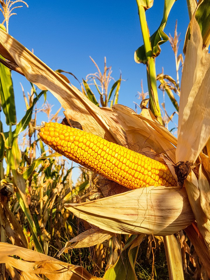 Corn